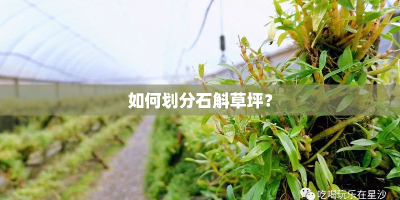 如何划分石斛草坪？