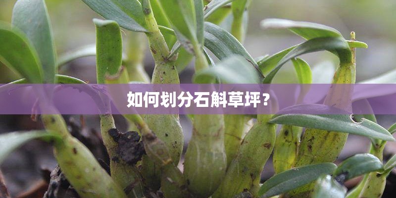 如何划分石斛草坪？