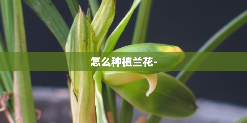 怎么种植兰花-