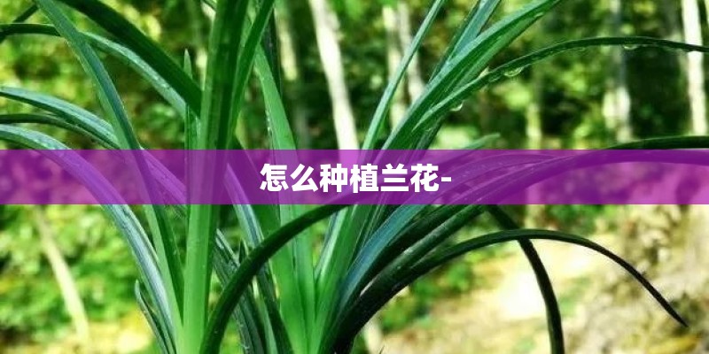 怎么种植兰花-
