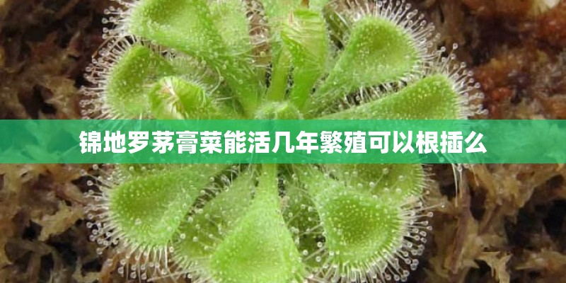 锦地罗茅膏菜能活几年繁殖可以根插么