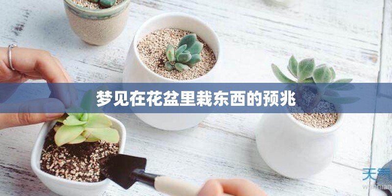 梦见在花盆里栽东西的预兆