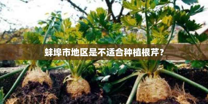 蚌埠市地区是不适合种植根芹？