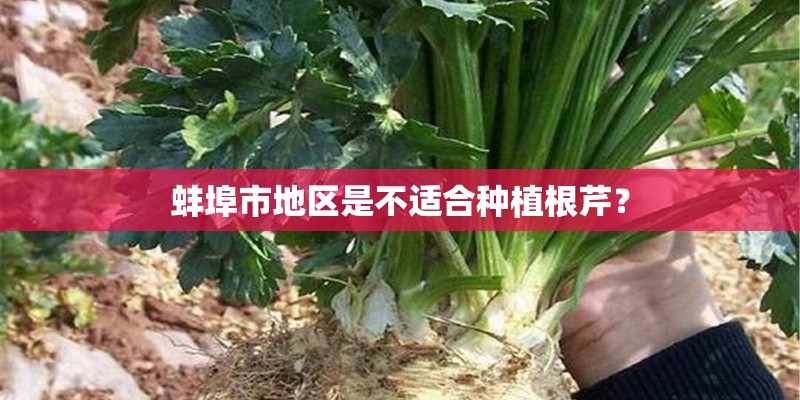 蚌埠市地区是不适合种植根芹？