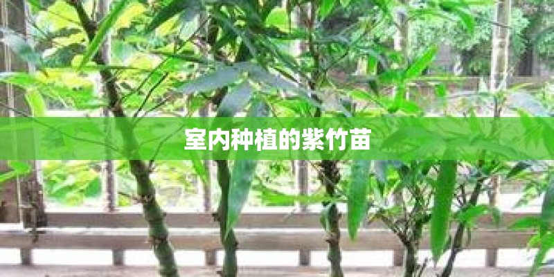 室内种植的紫竹苗