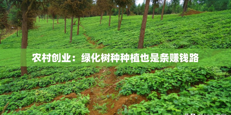 农村创业：绿化树种种植也是条赚钱路
