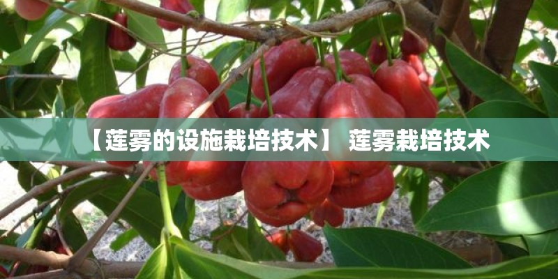 【莲雾的设施栽培技术】 莲雾栽培技术