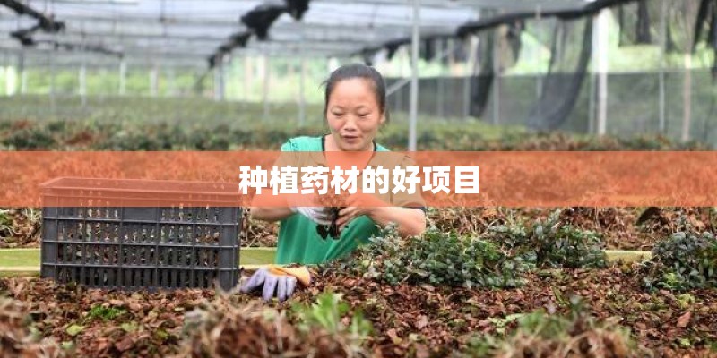 种植药材的好项目