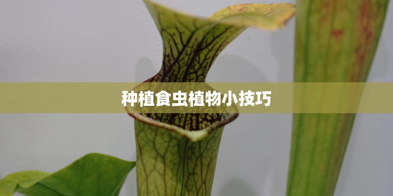 种植食虫植物小技巧