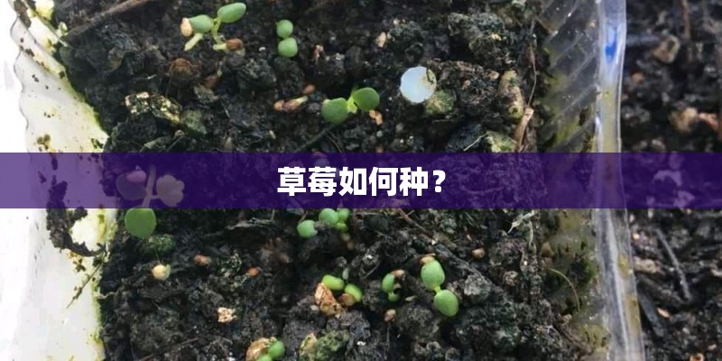 草莓如何种？