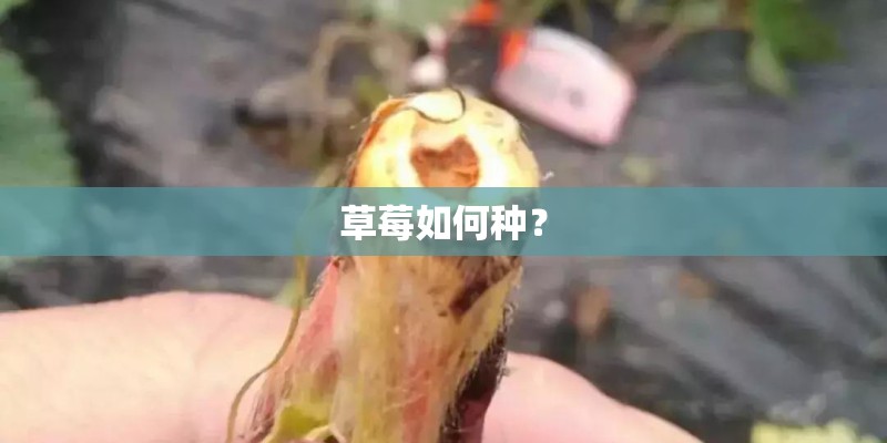 草莓如何种？