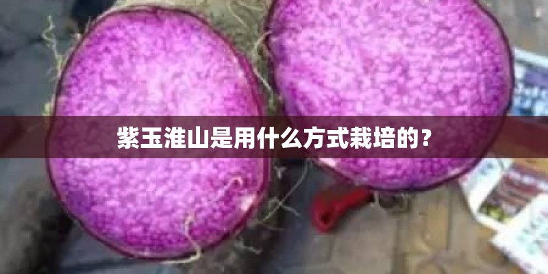 紫玉淮山是用什么方式栽培的？