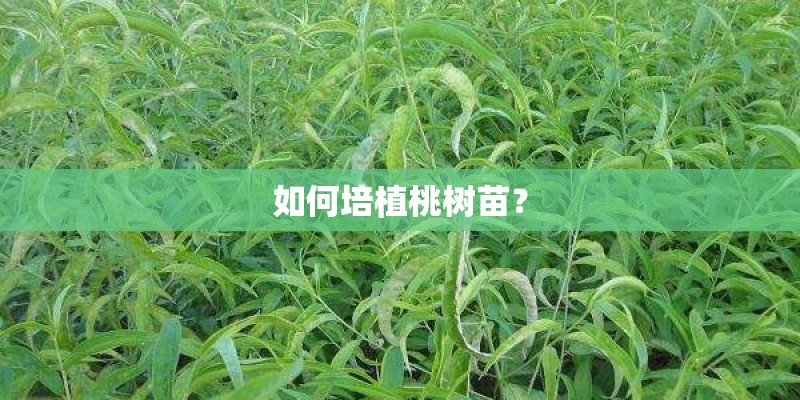 如何培植桃树苗？