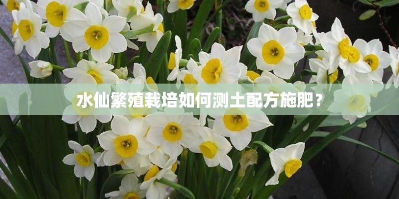 水仙繁殖栽培如何测土配方施肥？