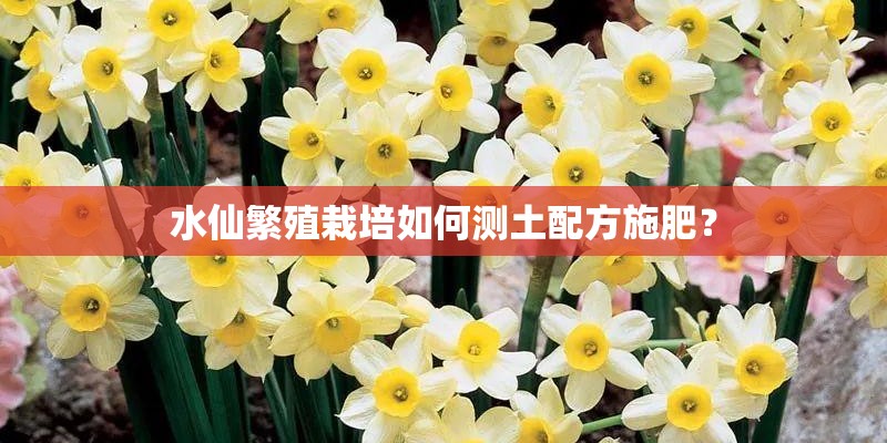 水仙繁殖栽培如何测土配方施肥？