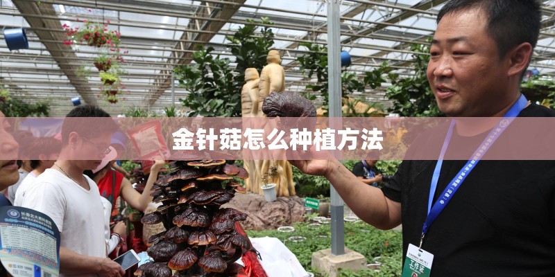 金针菇怎么种植方法