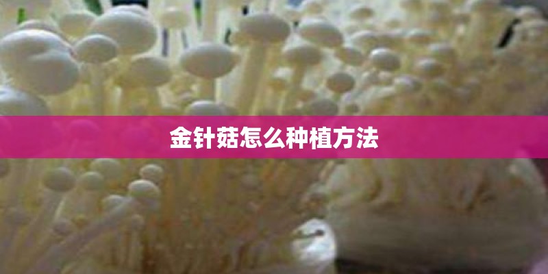 金针菇怎么种植方法