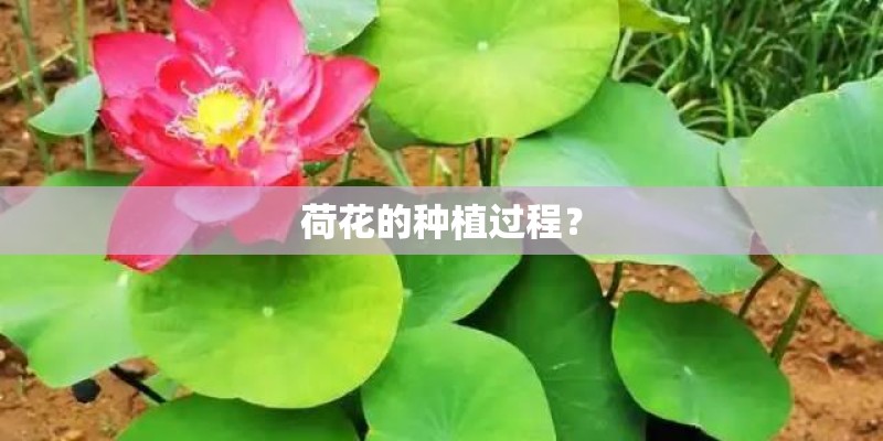 荷花的种植过程？