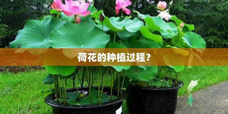 荷花的种植过程？