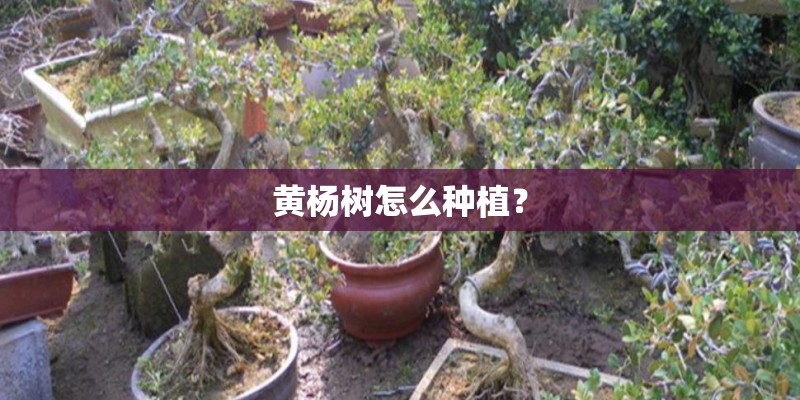 黄杨树怎么种植？