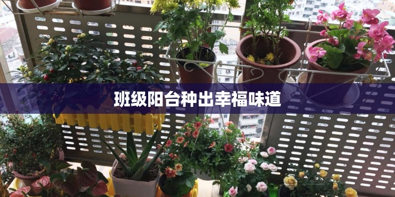 班级阳台种出幸福味道