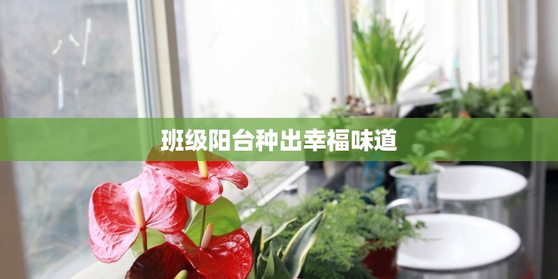 班级阳台种出幸福味道