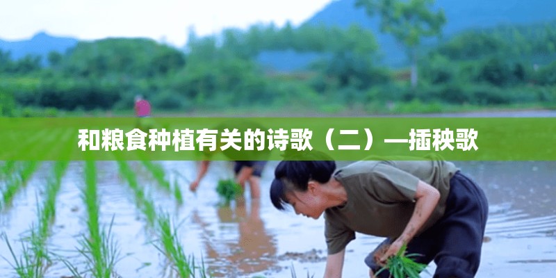 和粮食种植有关的诗歌（二）—插秧歌