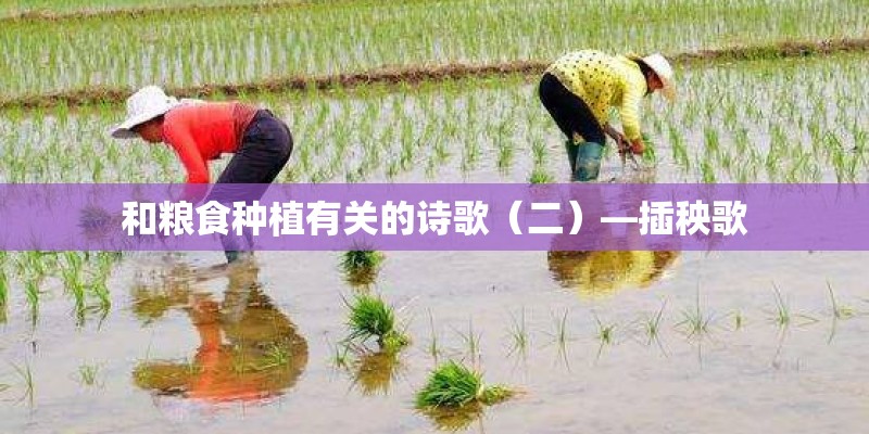 和粮食种植有关的诗歌（二）—插秧歌
