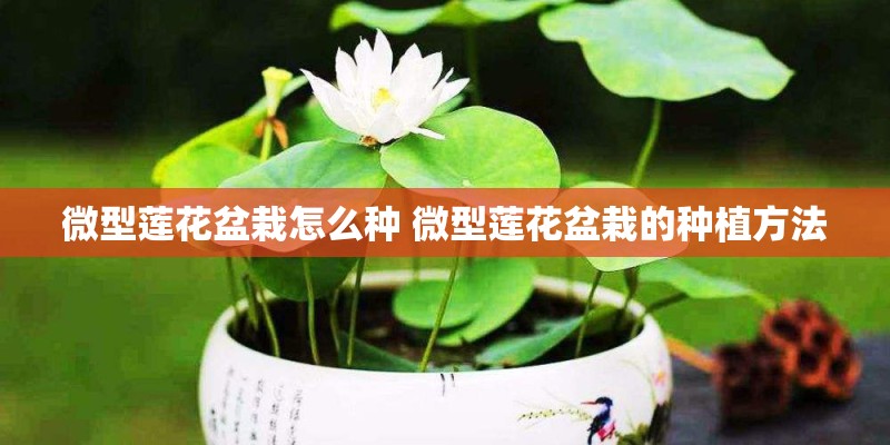 微型莲花盆栽怎么种 微型莲花盆栽的种植方法