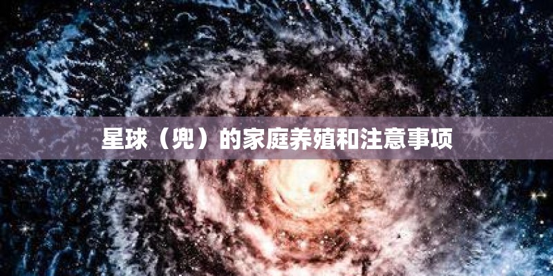 星球（兜）的家庭养殖和注意事项