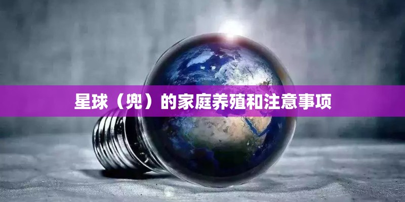 星球（兜）的家庭养殖和注意事项