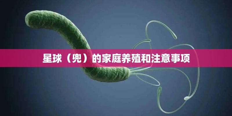 星球（兜）的家庭养殖和注意事项