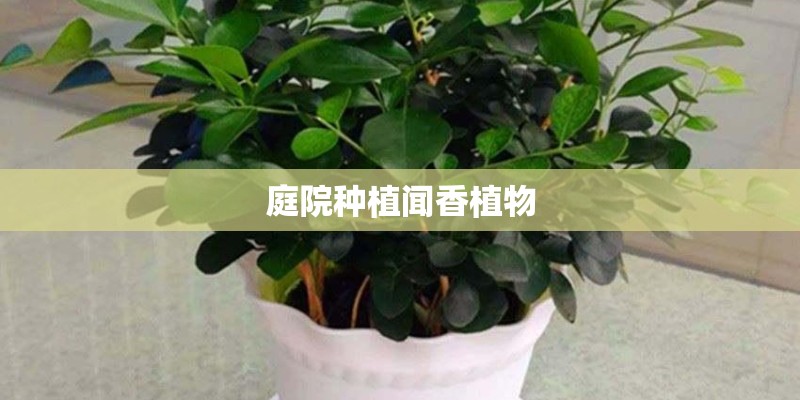 庭院种植闻香植物