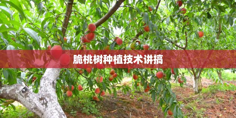 脆桃树种植技术讲搞