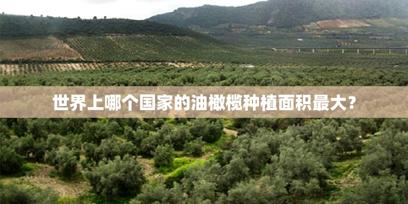 世界上哪个国家的油橄榄种植面积最大？