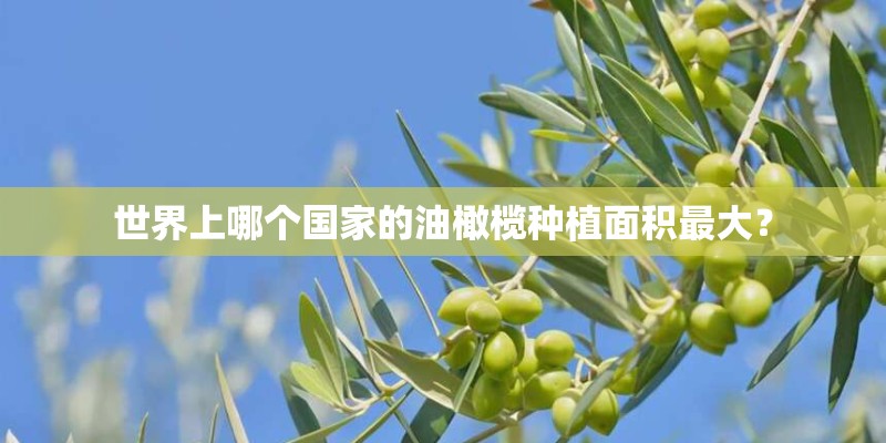 世界上哪个国家的油橄榄种植面积最大？