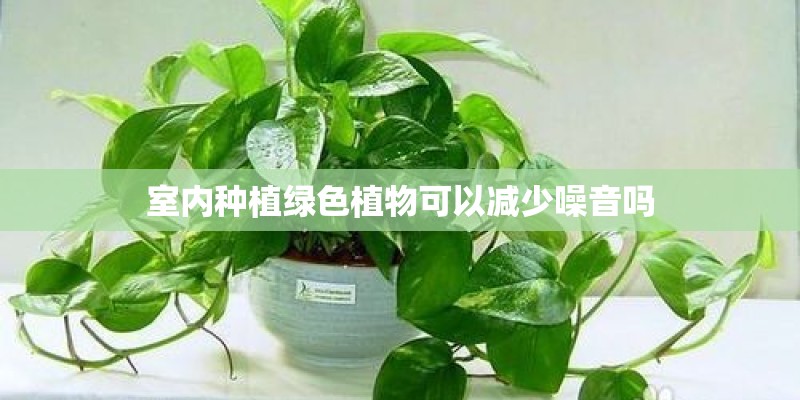 室内种植绿色植物可以减少噪音吗