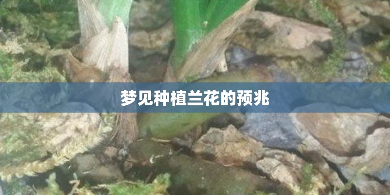 梦见种植兰花的预兆