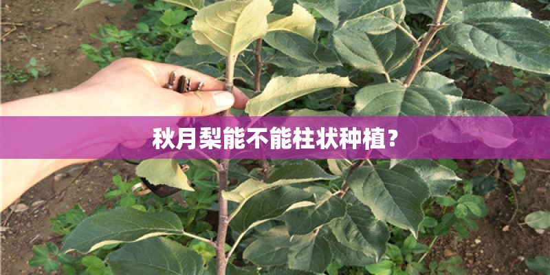 秋月梨能不能柱状种植？