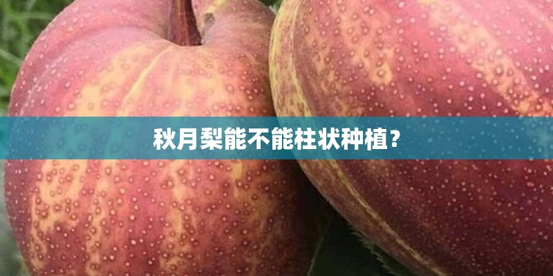 秋月梨能不能柱状种植？