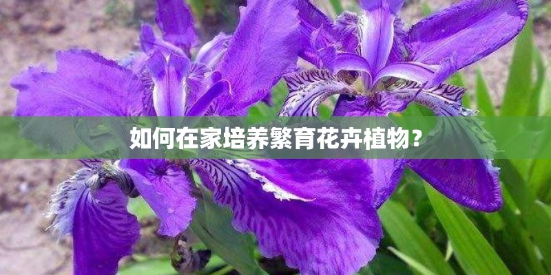 如何在家培养繁育花卉植物？