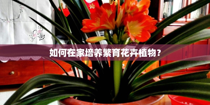 如何在家培养繁育花卉植物？