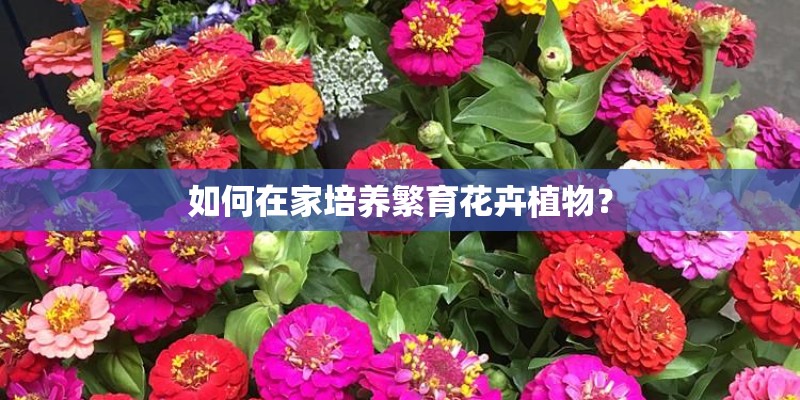 如何在家培养繁育花卉植物？