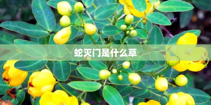 蛇灭门是什么草