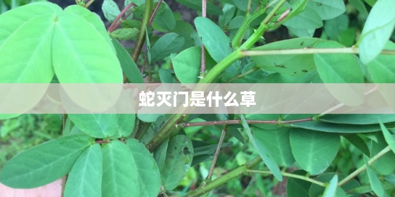 蛇灭门是什么草