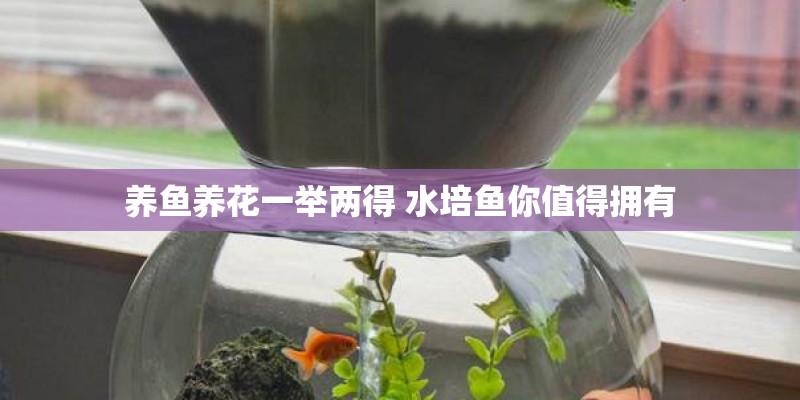 养鱼养花一举两得 水培鱼你值得拥有