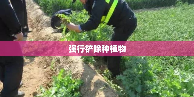 强行铲除种植物