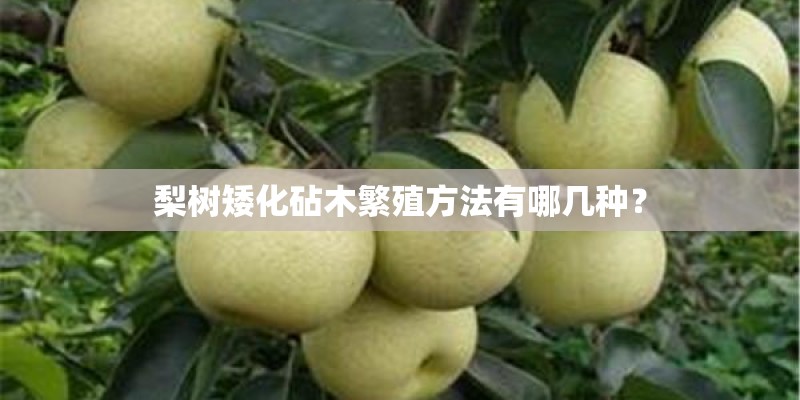 梨树矮化砧木繁殖方法有哪几种？