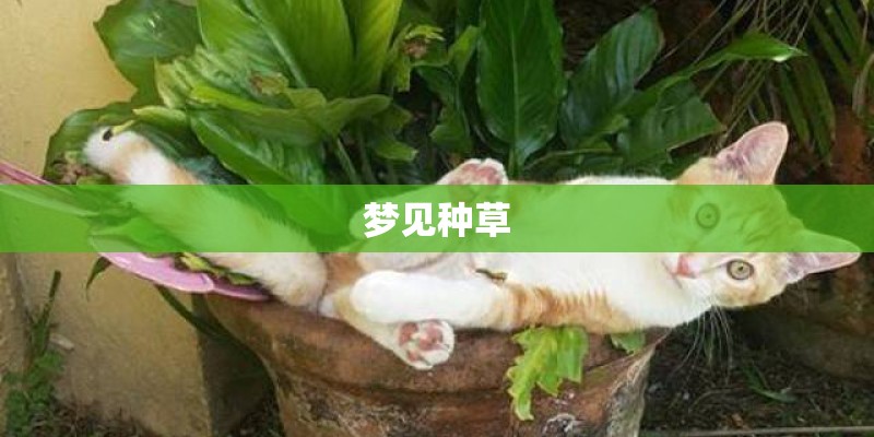 梦见种草