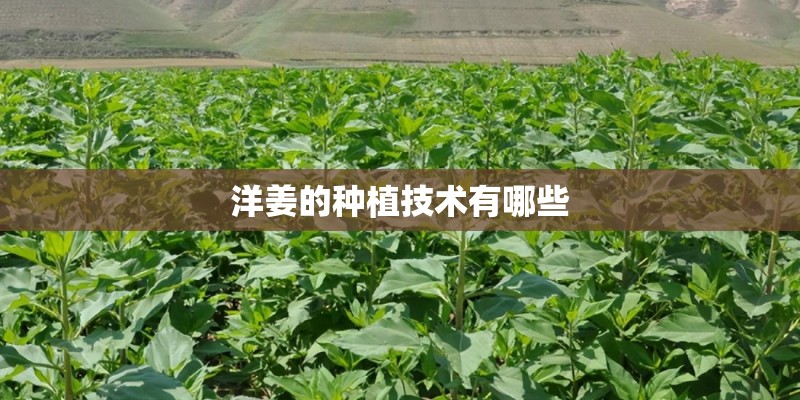 洋姜的种植技术有哪些